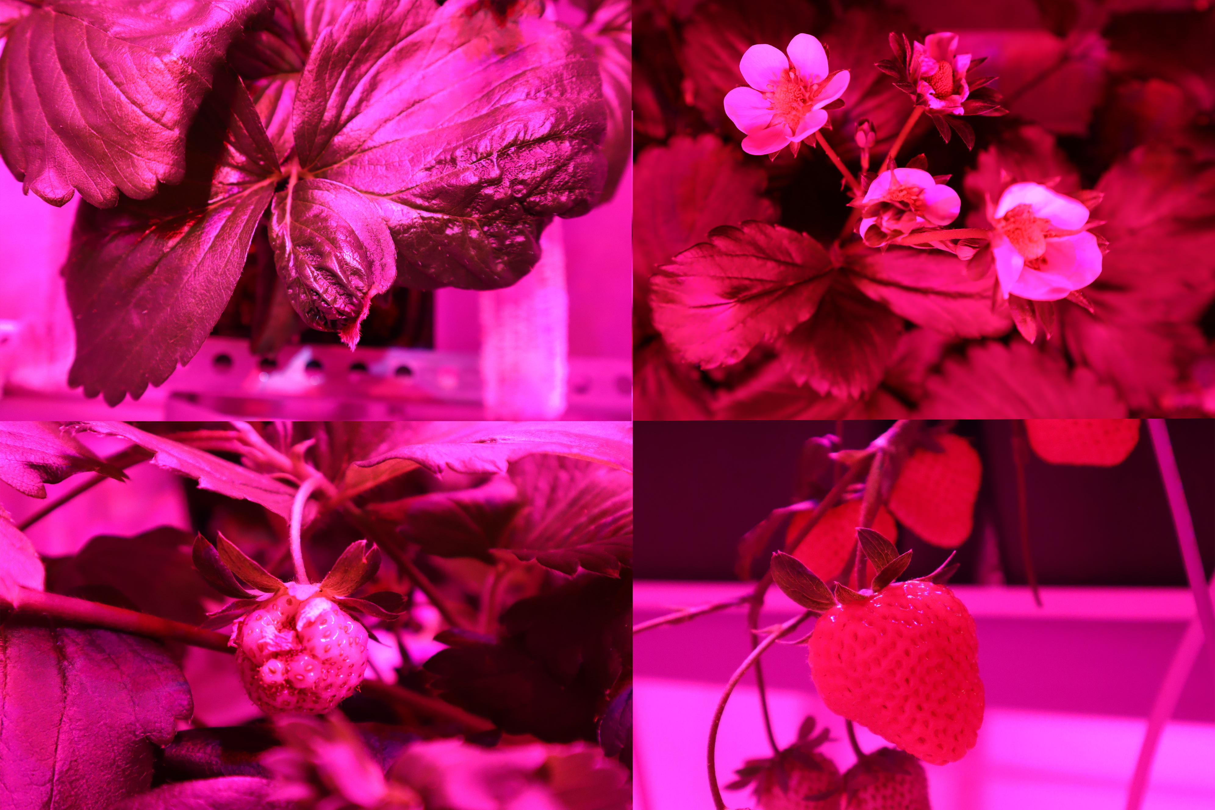 Leaves, flowers and berries of strawberries under greenhouse lighting