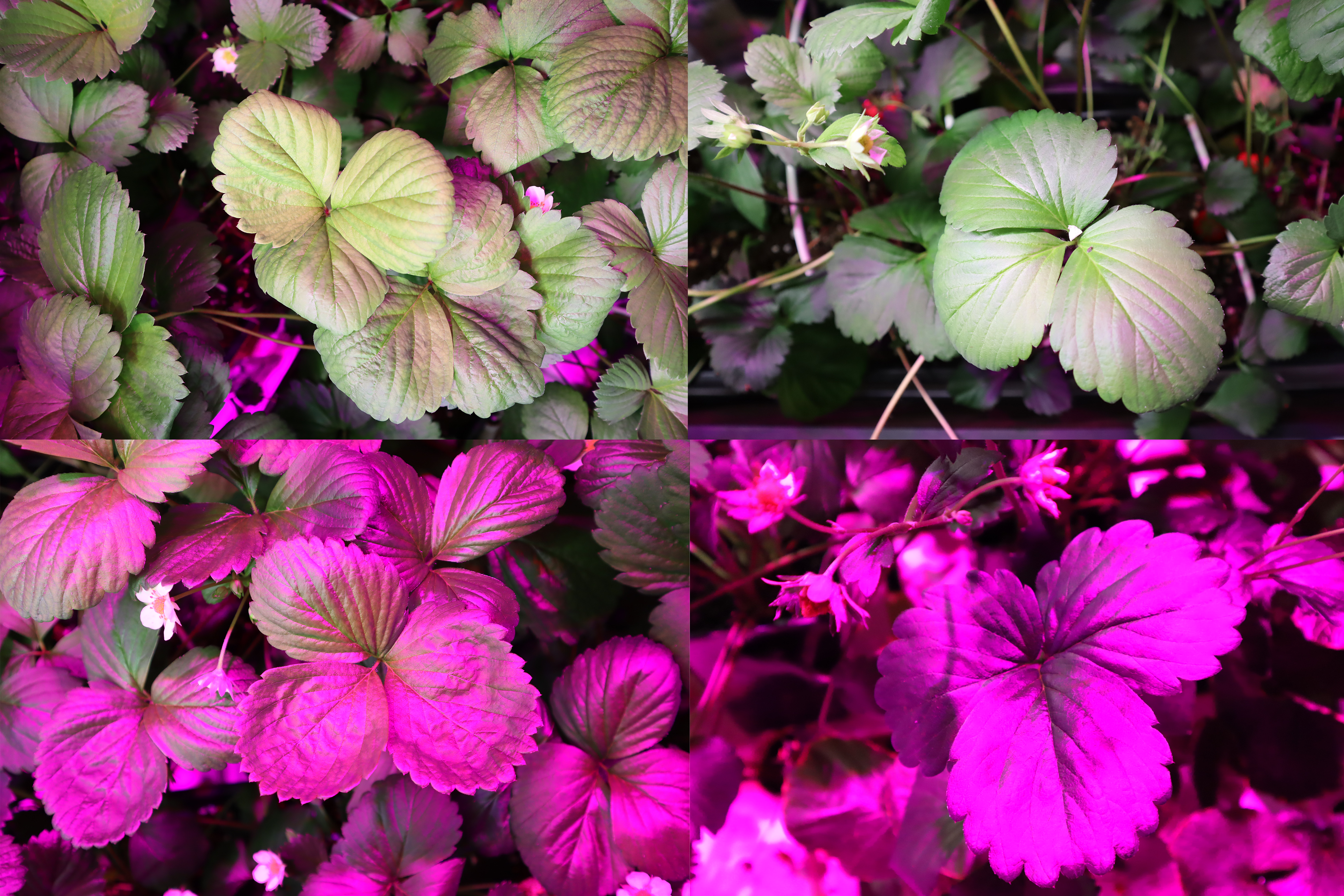 Pictures of strawberry plants under greenhouse lighting and adjusted versions
