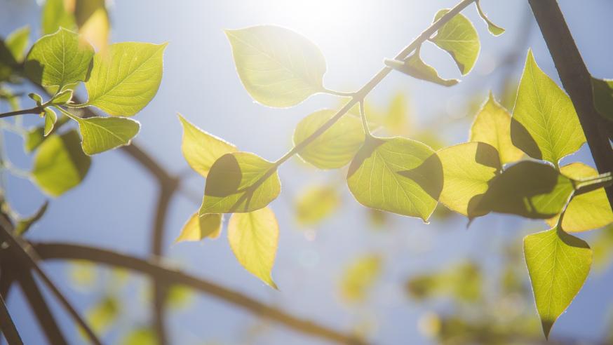 Lähikuva puiden lehdistä auringonvalossa