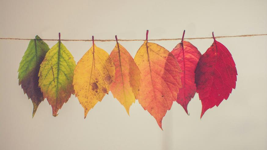 Different colour leaves