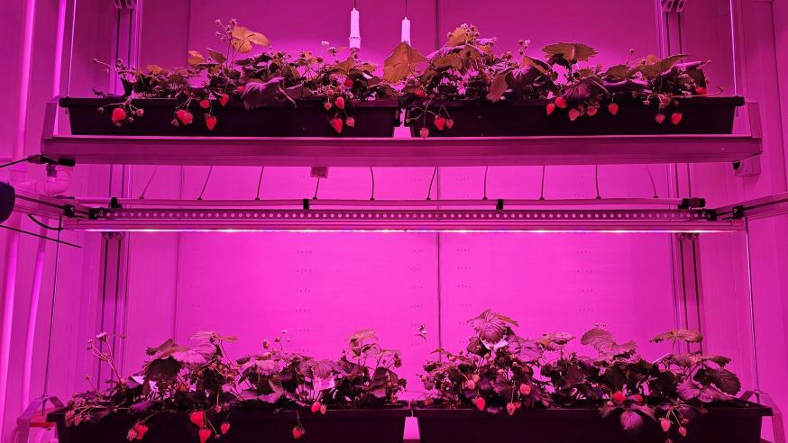 Strawberry yield-test experiment in UrbanFarmLab controlled environment.