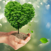Hands holding a heart shaped tree 