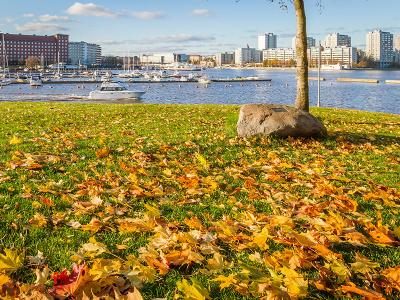 View from park lawn to sea and city, yellow leaves on the lawn.