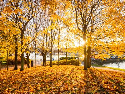 Autumn in the park, yellow leaves on trees and on the lawn.