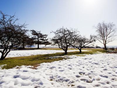 Sunny spring day in the park, snow is melting.