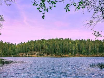 Forest and a lake.