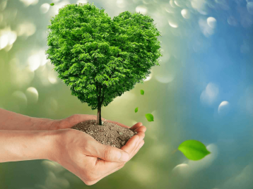 Hands holding a heart shaped tree 